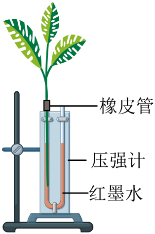 选项A